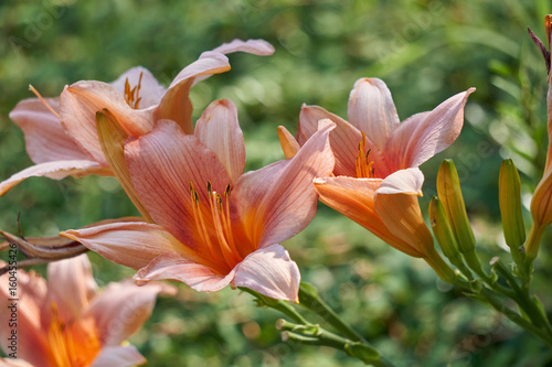 Fototapeta Naklejka Na Ścianę i Meble -  iris gladiolus in bloom