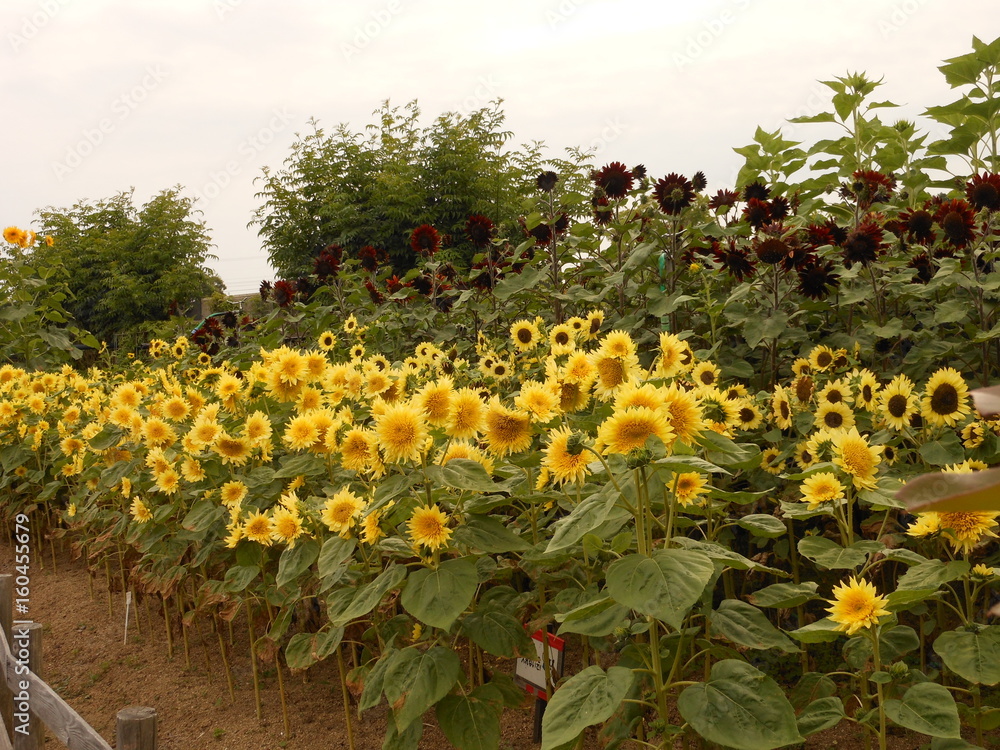 Fototapeta premium Sunflowers in Japan