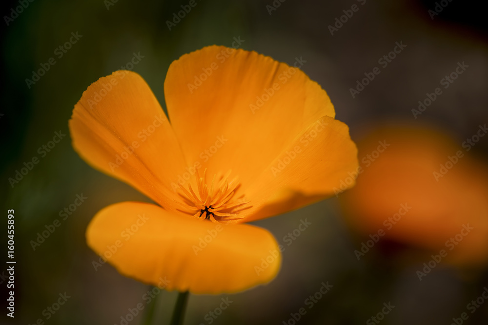 Stunning California poppy flower eschscholzia californica with shallow depth of field Stunning California poppy flower eschscholzia californica with shallow depth of field