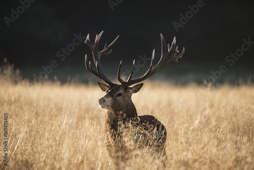 Majestic red deer stag cervus elaphus bellowing in open grasss field landscape during rut season in Autumn Fall