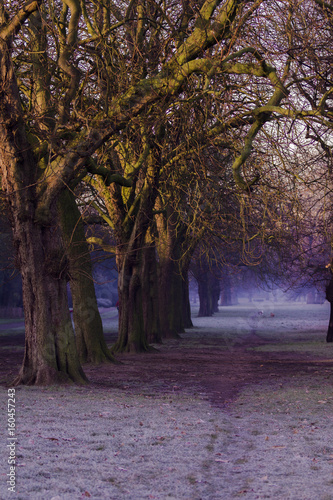 Tree avenue