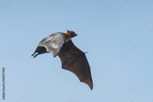 Bats flying on blue sky, Flying Lyle's flying fox (Pteropus lylei)
