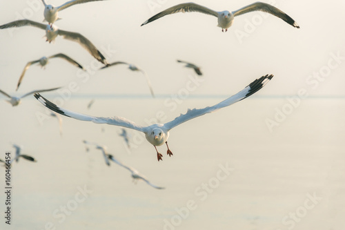 Seagull flying in the blue sky.