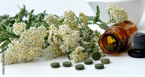 Schafgrbe, Achillea millefolium  photo