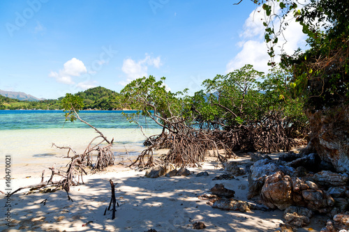 in the beautiful  island cosatline and tree photo