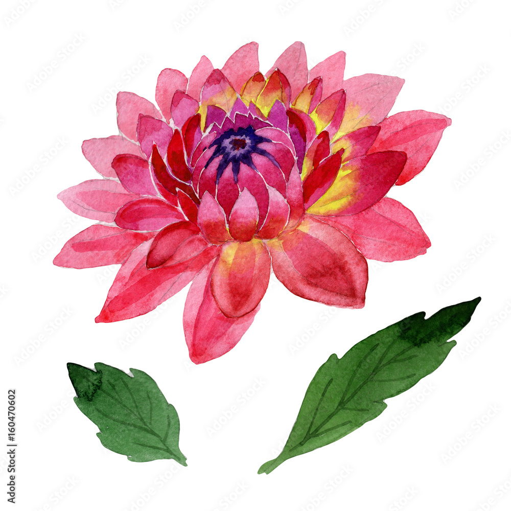 Obraz premium Wildflower dahlia flower in a watercolor style isolated.