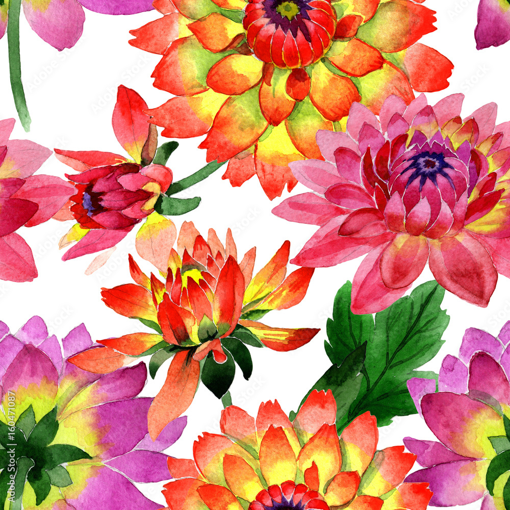 Wildflower dahlia flower pattern in a watercolor style isolated.