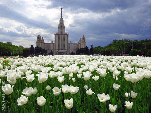 White sunny tulips and black silhouette of Moscow university on the stormy cloud background 
