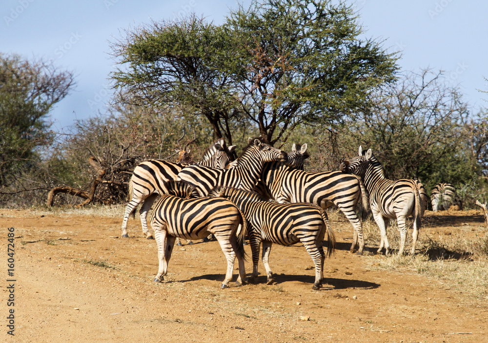 Obraz premium Plains Zebra