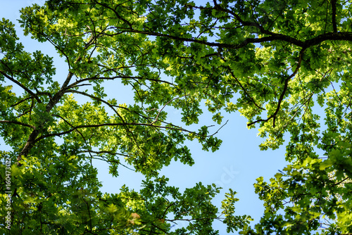 oak tree leaves in early summer