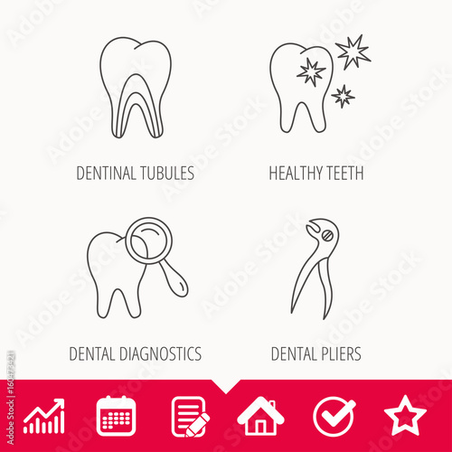Healthy teeth, dentinal tubules and pliers icons. Dental diagnostics linear sign. Edit document, Calendar and Graph chart signs. Star, Check and House web icons. Vector