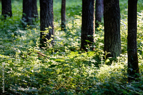 green forest with tree trunks in summer