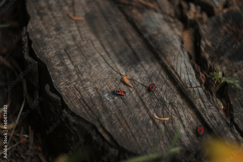 Fototapeta premium Red bug insect on the old stump