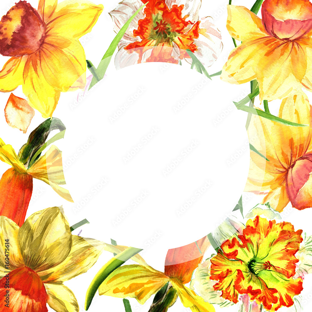 Wildflower Narcissus flower frame in a watercolor style isolated.