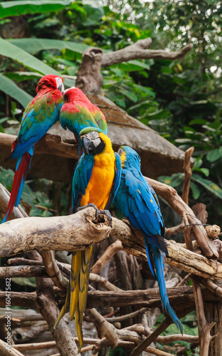 Colorful red and blue macaw perched on a branch.
