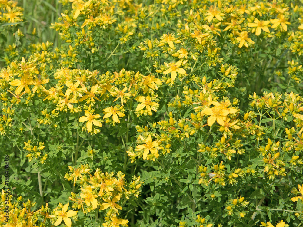 Johanniskraut, Hypericum perforatum Johanniskraut, Hypericum perforatum