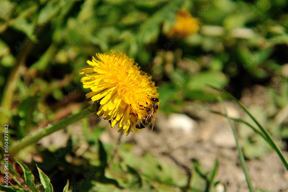 Beautiful and fresh dandelion in the spring Beautiful and fresh dandelion in the spring