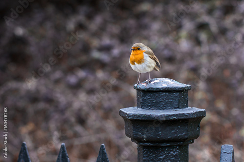 Robin