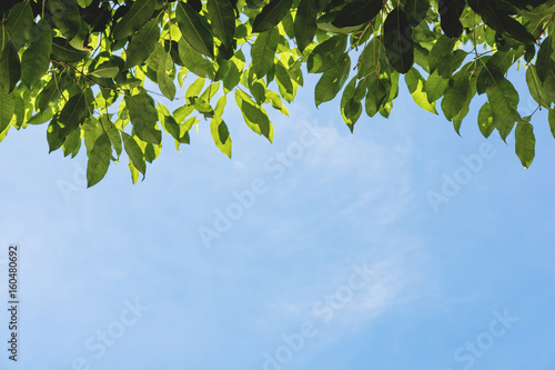 Green leaves with blue sky background