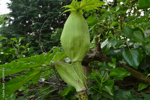Bild auf Leinwand de knop van de bloem van de reuze berenklauw in de Kruisbergse bossen