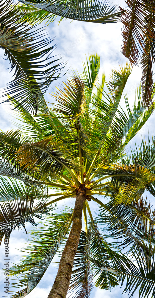 palm leaf and branch view from down palm leaf and branch view from down