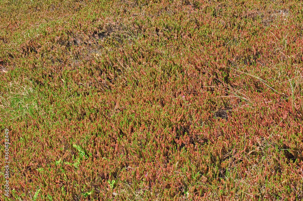Pflanzenwildnis in den Dünen der deutschen Nordseeküste an einem sonnigen Tag im Frühling
Pflanzenwildnis in den Dünen der deutschen Nordseeküste an einem sonnigen Tag im Frühling