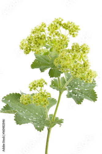 Fototapeta Naklejka Na Ścianę i Meble -  Blühender Frauenmantel (Alchemilla), freigestellt