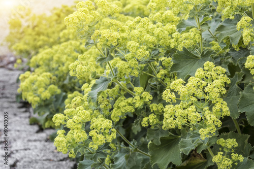 Blühender Frauenmantel (Alchemilla) im Garten