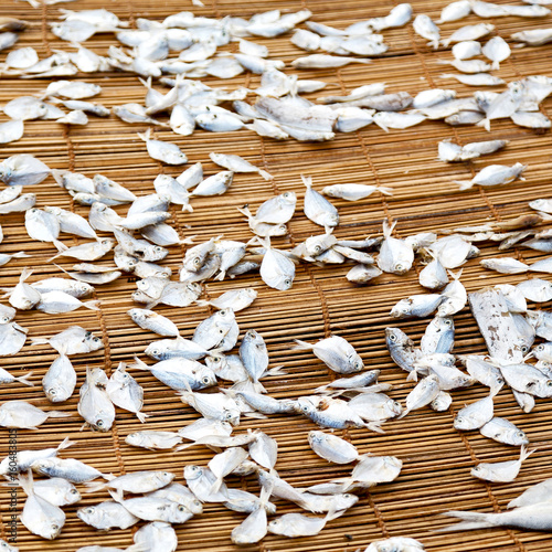  lots of fish salted and dry preparation for the market photo