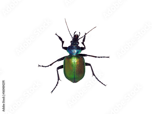 Large beetle Calosoma sycophanta from the family of Carabidae, isolated on a white background