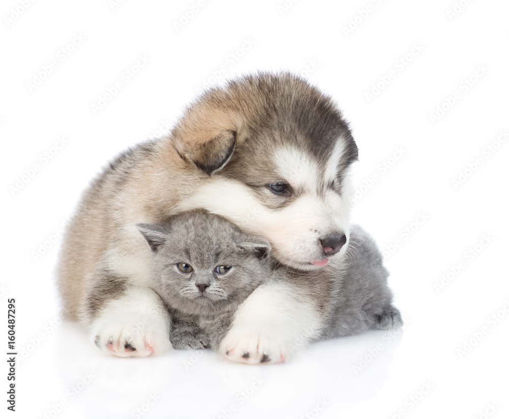 Puppy hugging a kitten. isolated on white background