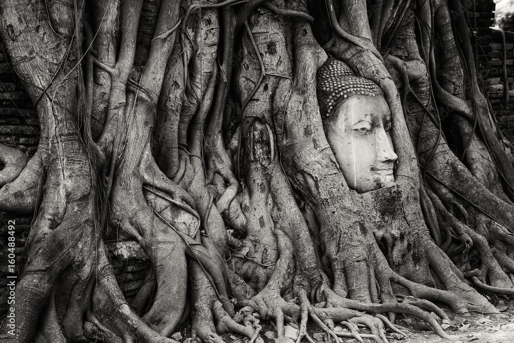 Buddha Buddha