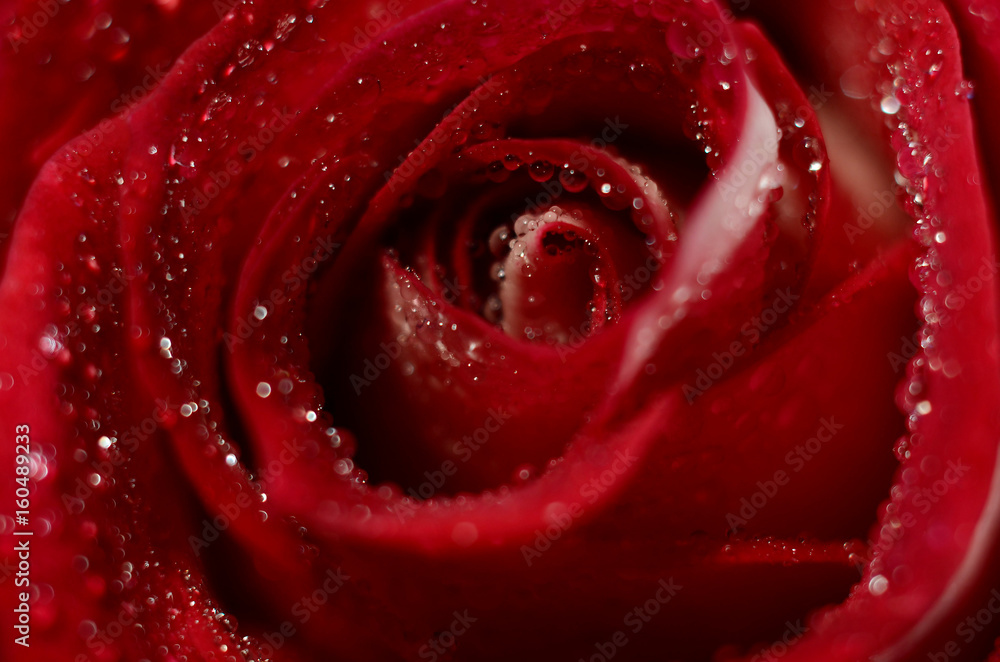 closeup rose bud closeup rose bud