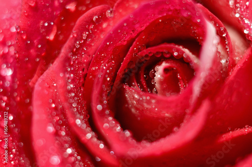Fototapeta Naklejka Na Ścianę i Meble -  closeup rose bud