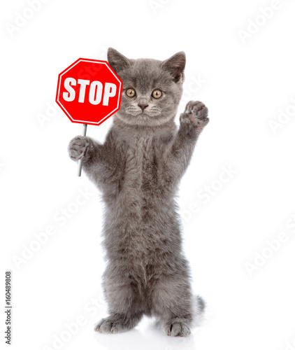 Canvas Print Cat holding stop sign. Isolated on white background