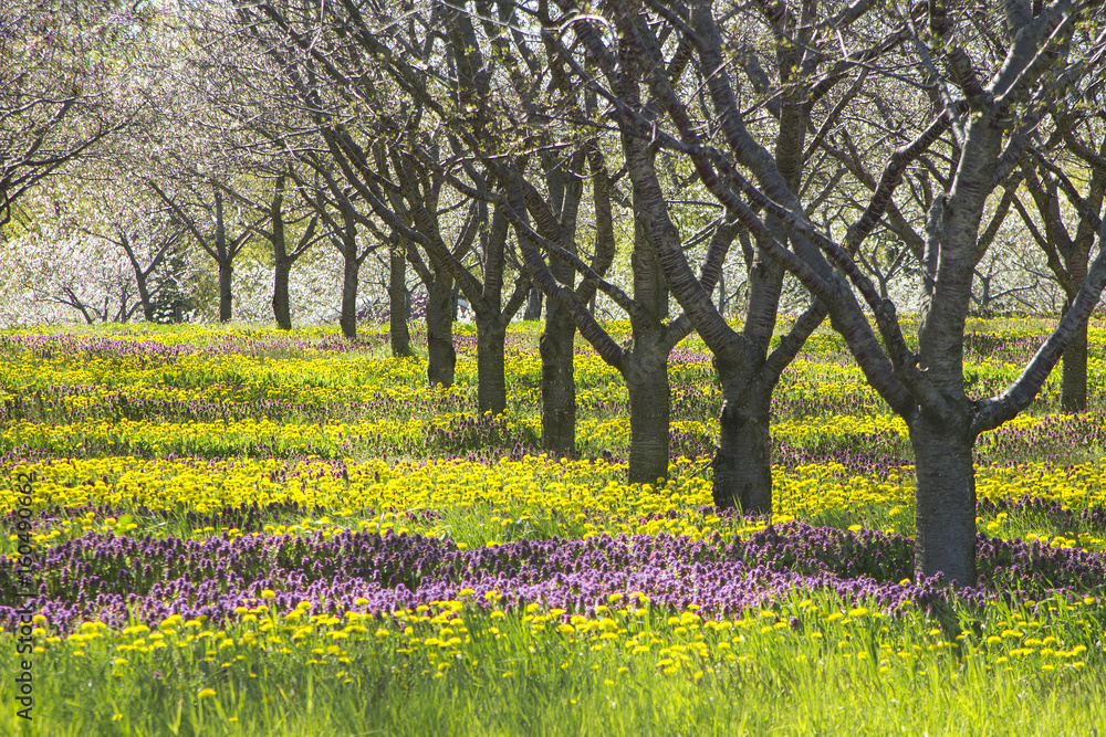 Spring flowers under apple tree in michigan orchard.  Purple and yellow flowers with bare trees early in the harvest season with copyspace.