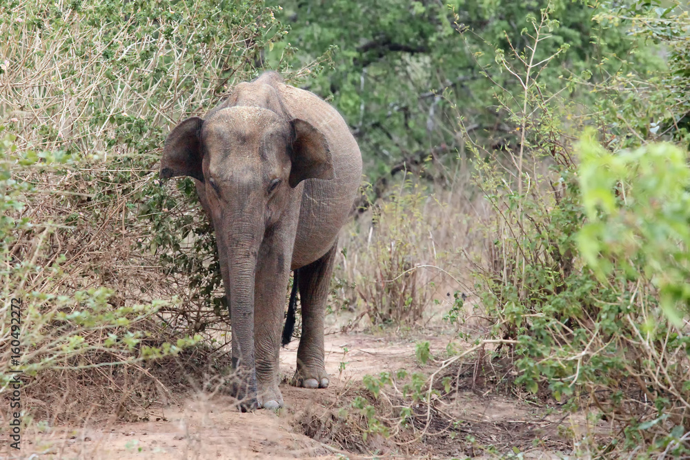 The Sri Lankan elephant (Elephas maximus maximus) standing in the bush, female