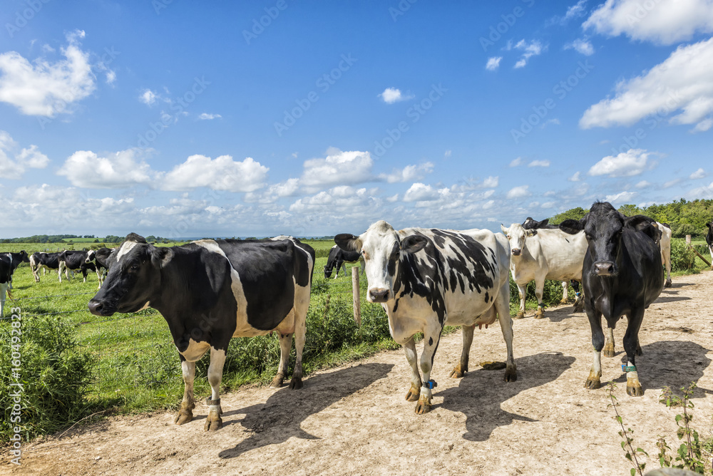 Cows on a Farm
