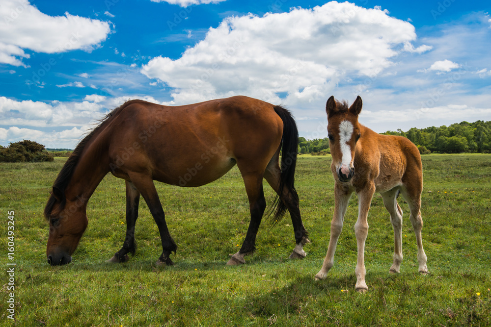 Wild, New Forest ponies, Hampshire, England Wild, New Forest ponies, Hampshire, England