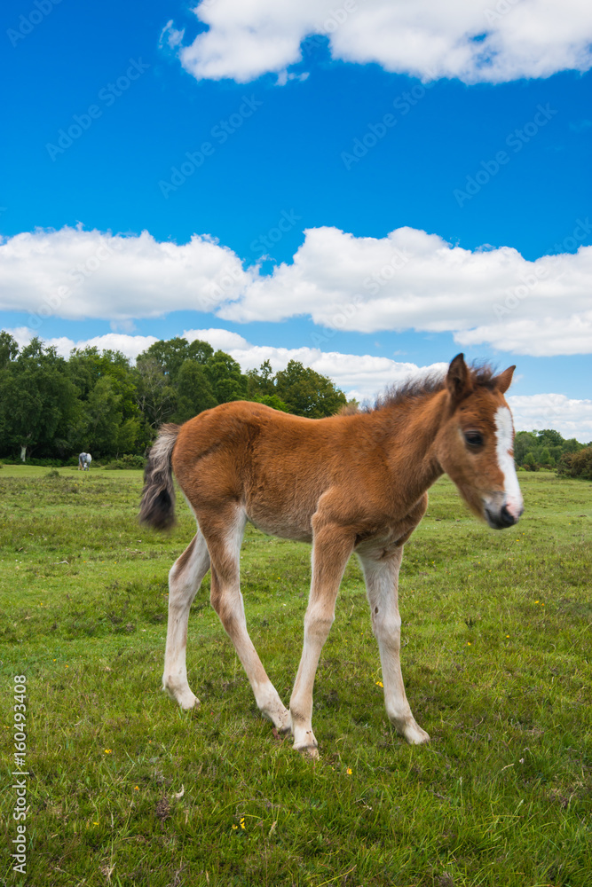 Wild, New Forest ponies, Hampshire, England
