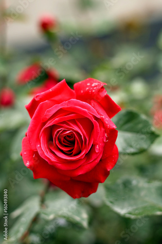 Rainy red rose