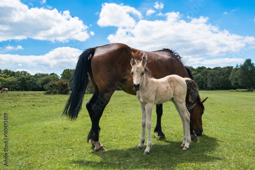 Fototapeta Naklejka Na Ścianę i Meble -  Wild, New Forest ponies, Hampshire, England