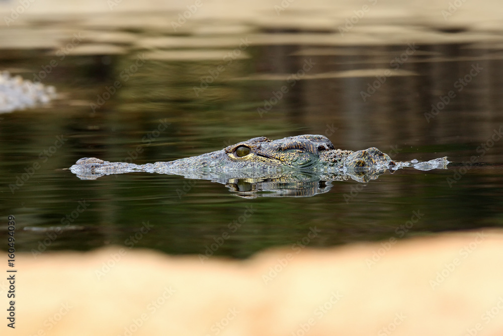 Obraz premium The Nile crocodile (Crocodylus niloticus) portrait of the animal on the surface
