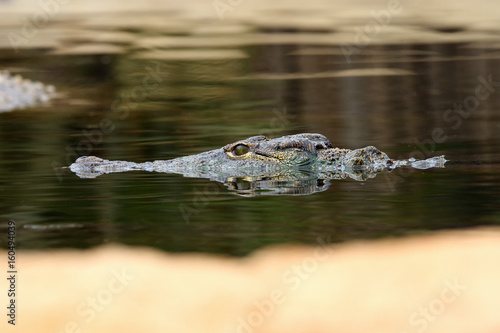 The Nile crocodile (Crocodylus niloticus) portrait of the animal on the surface