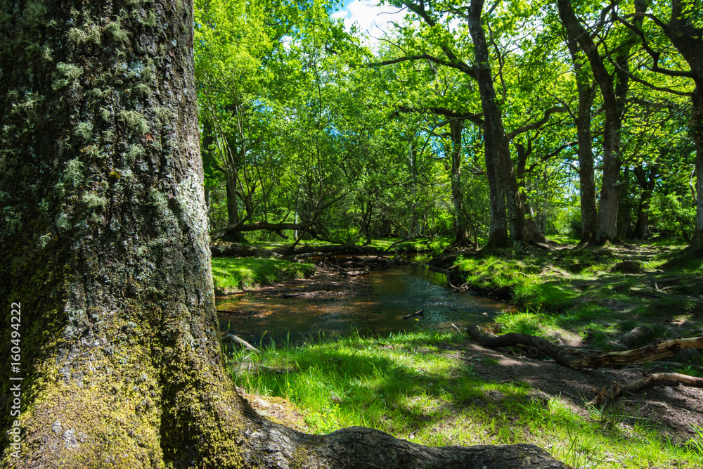 The New Forest national park Hampshire. The New Forest national park Hampshire.