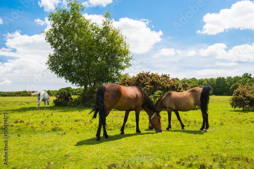 Wild, New Forest ponies, Hampshire, England © mubus