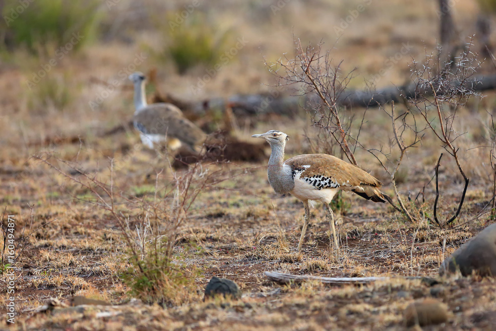 The kori bustard (Ardeotis kori), pair of adult birds in savannah The kori bustard (Ardeotis kori), pair of adult birds in savannah