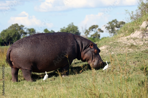 The common hippopotamus (Hippopotamus amphibius), or hippo grazing on in the grass on the shore of the lagoon