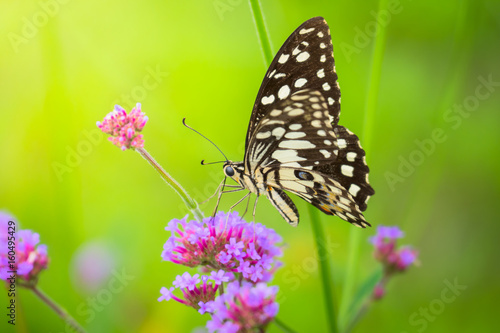 Beautiful Butterfly on Colorful Flower © teerawit