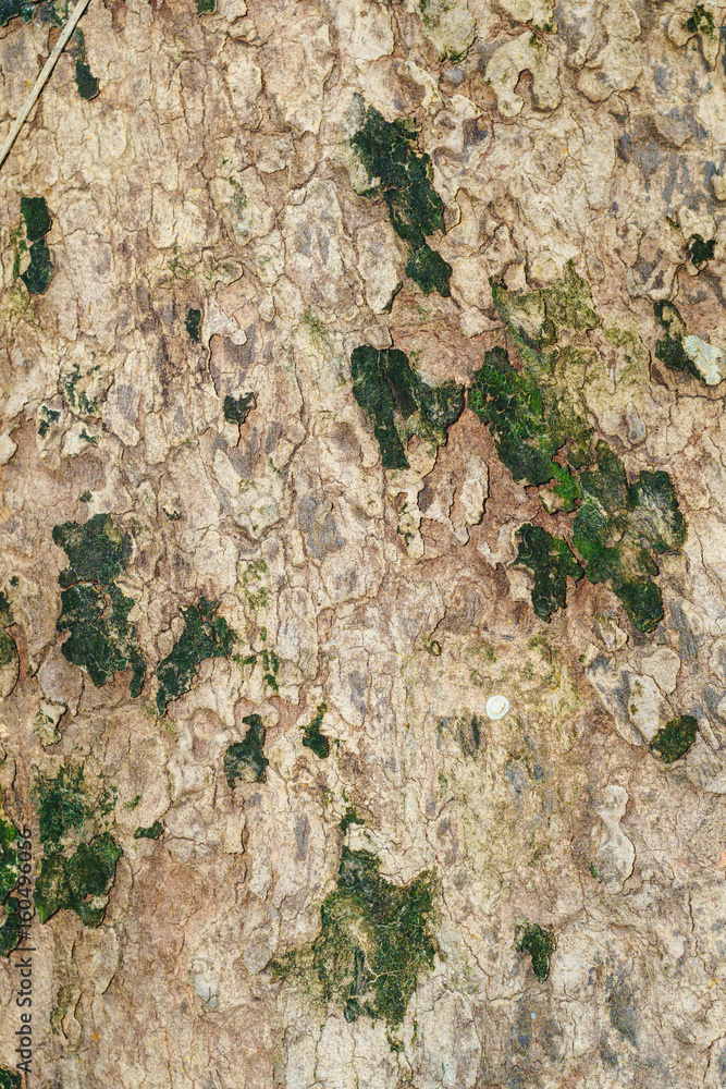 Naklejka premium Bark